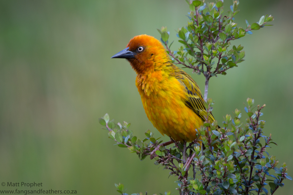 Cape Weaver