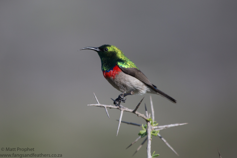 Southern Double collared Sunbird